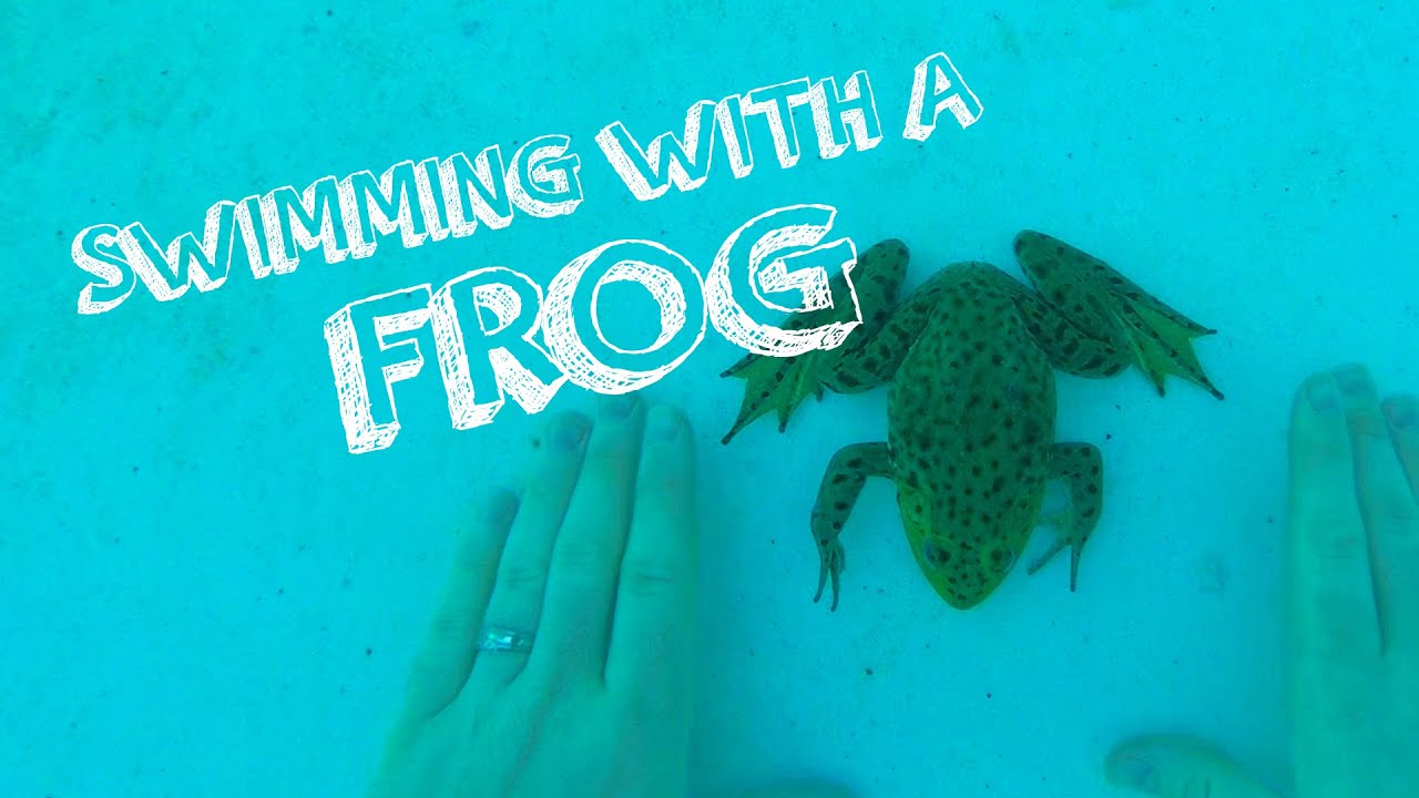 I went swimming...with a FROG!