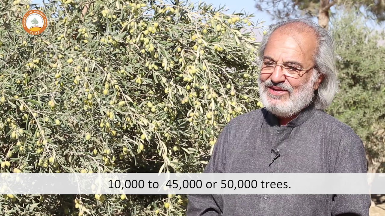 Drip Irrigation for Olives Qila Saif Ullah Balochistan