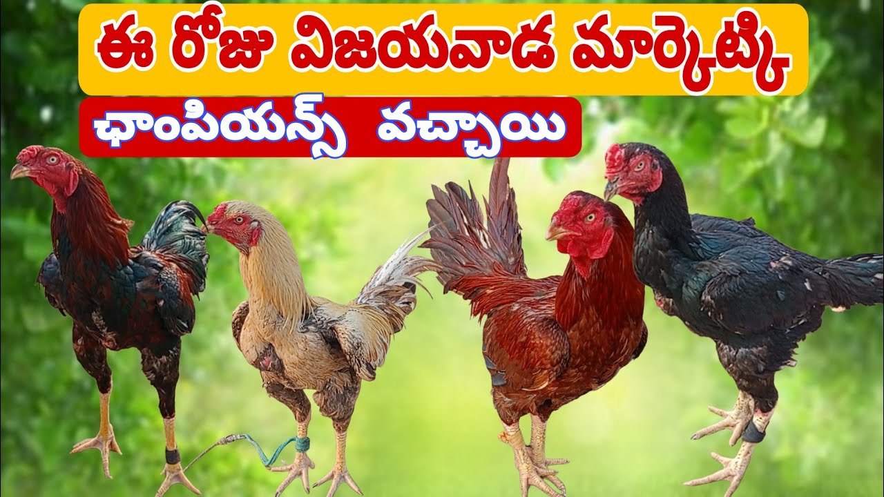 విజయవాడ కోళ్ళ మార్కెట్ @Daily-pets-life 