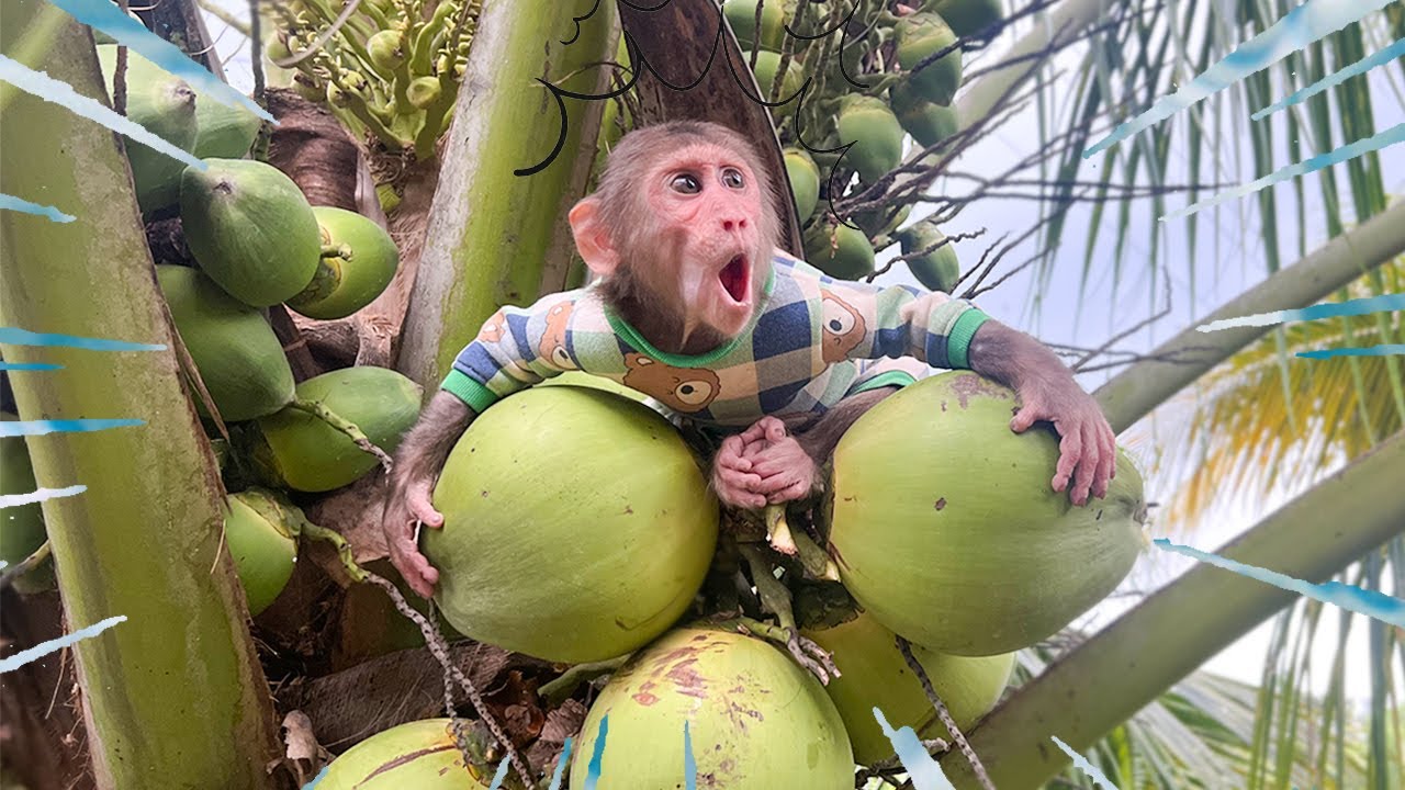 Monkey Cubis reacts unexpectedly to the giant coconut tree in the countryside!
