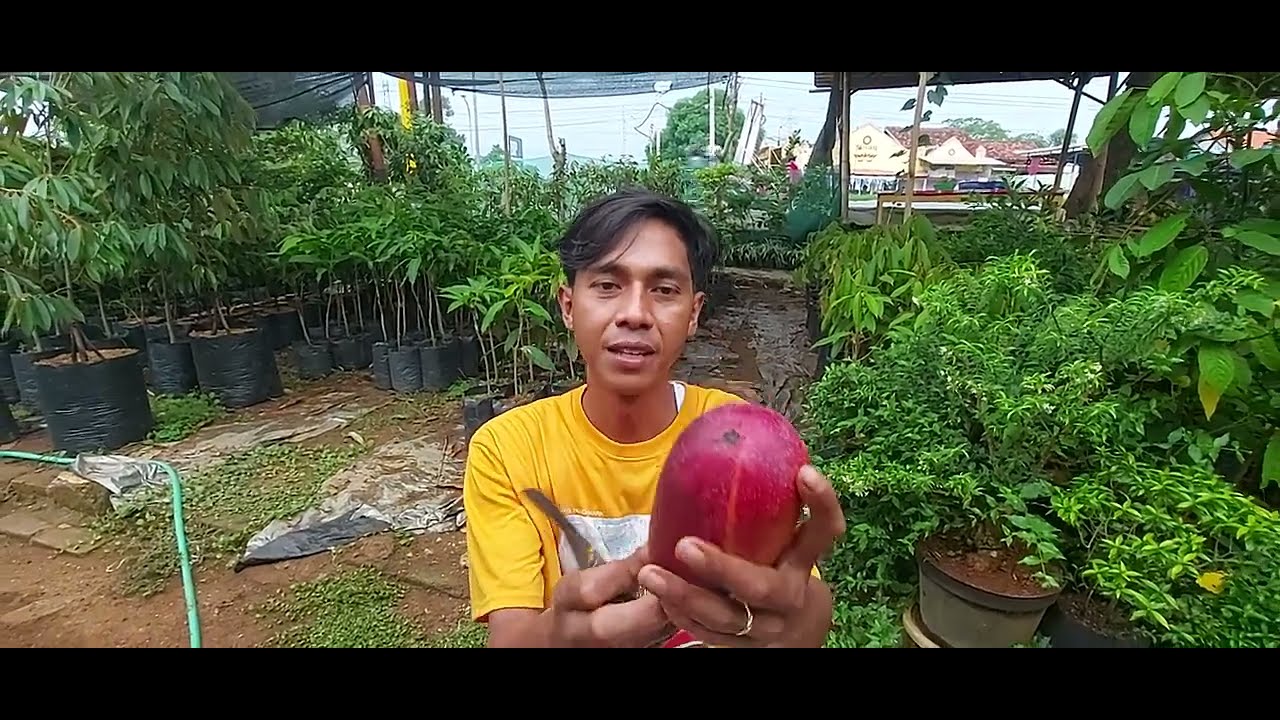 mangga yuwen 6 dan mangga red ivory rasanya mantapp manis bangett