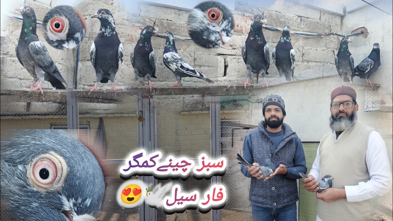 سبز چینےکمگر فار سیل🕊😍:contact ;03227616216