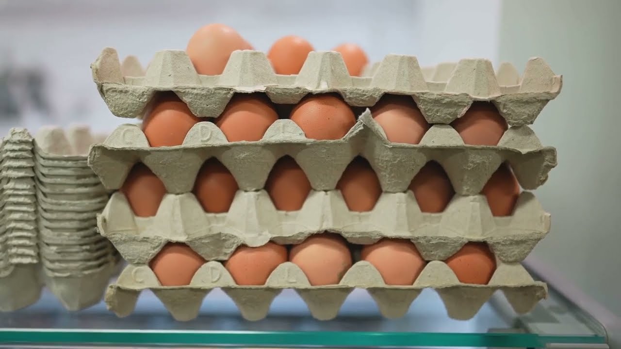 🥚💰 Why Are Eggs SO Expensive? The Shocking Truth! 🤯 #FoodPrices #EggShortage #Economy #worldfacts