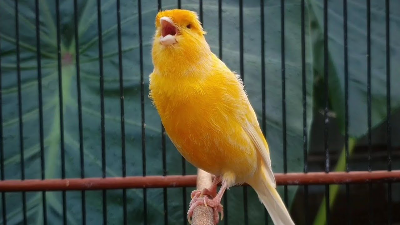 4| Самая МОЩНАЯ песня CANARY для ОБУЧЕНИЯ детеныша канарейки ❗❗