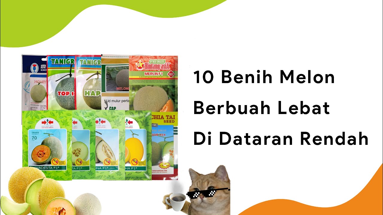 10 Benih Melon Dataran Rendah Musim Kemarau Terbaik, Potensi Melimpah