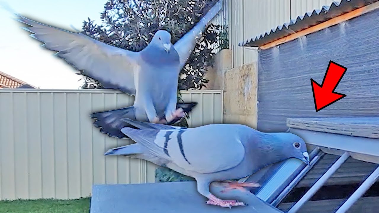 HUGE PIGEON SHOCK!