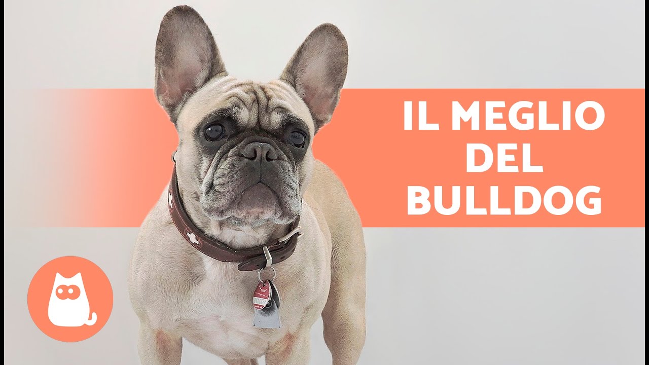 VANTAGGI di avere un BULLDOG FRANCESE 🐶❤️ (8 motivi principali)
