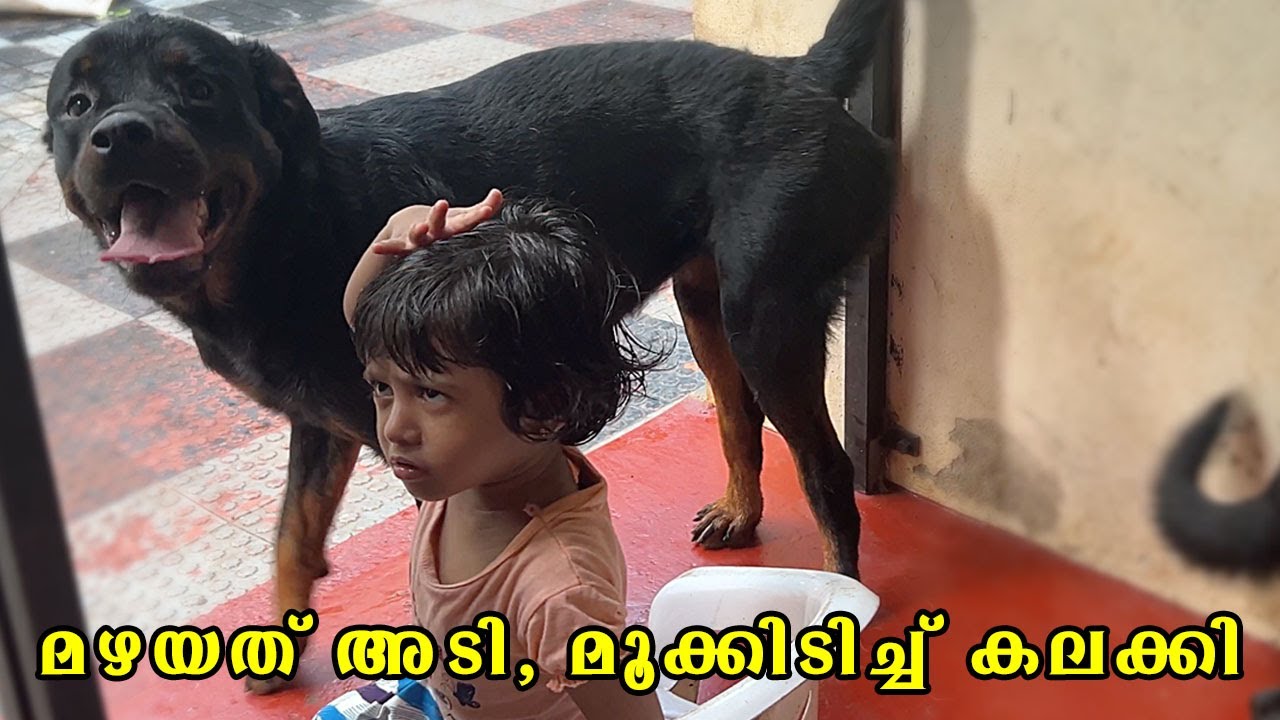മഴയത്ത് അടികൂടി, മാതുവിന്റെ മൂക്ക് ചമ്മന്തിയായി 🤧 Rainy evening with our dogs