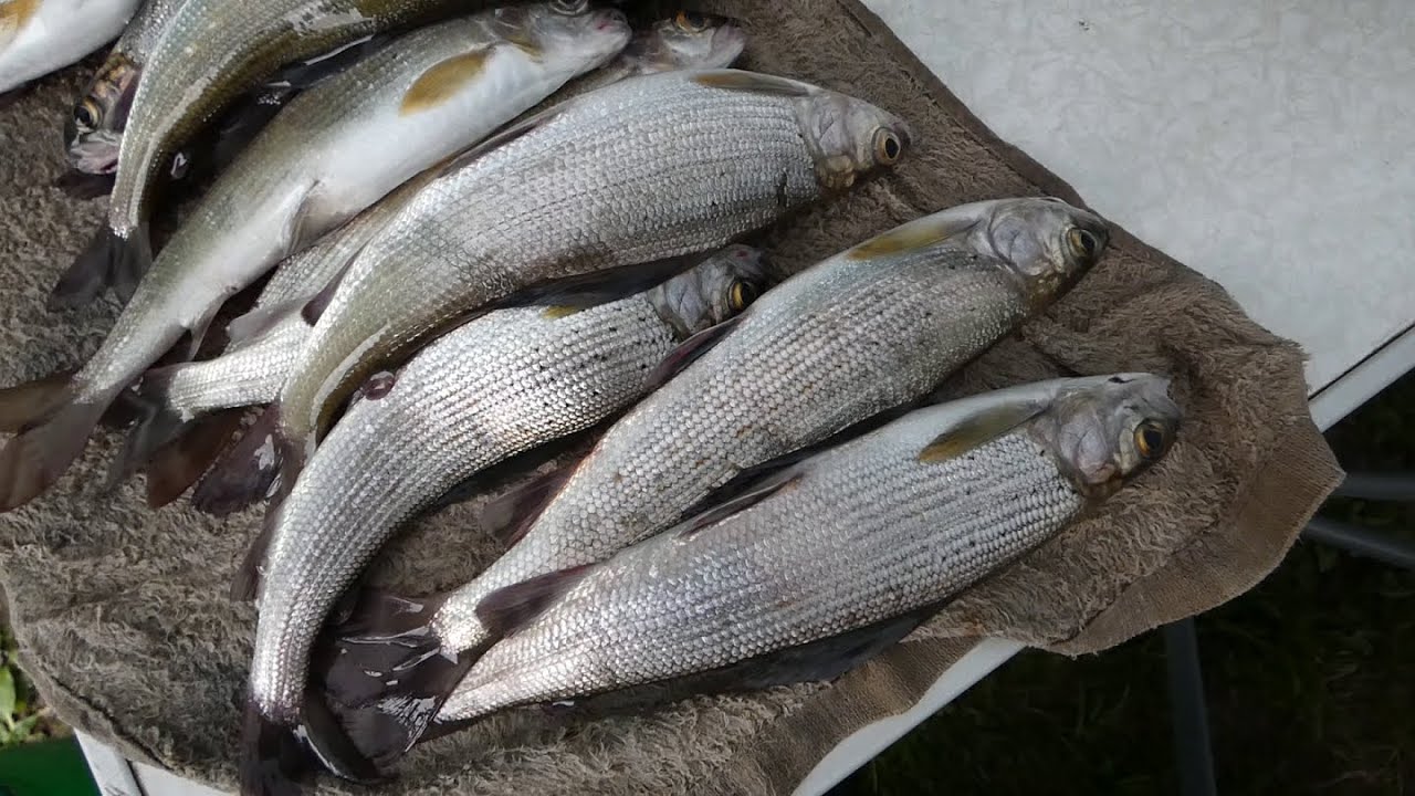 Хариус на 