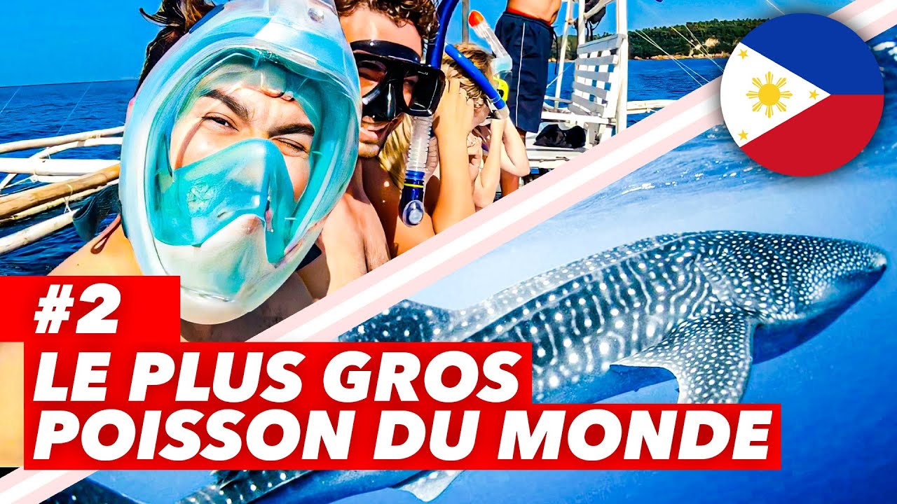 EN QUÊTE DES REQUINS-BALEINES (le plus gros poisson du monde) 🇵🇭