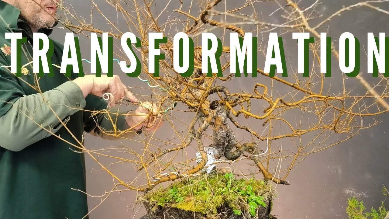 TRANSFORMATION de mon ORME de CHINE, Évolution Étonnante de l'achat en jardinerie au Bonsaï Burton.