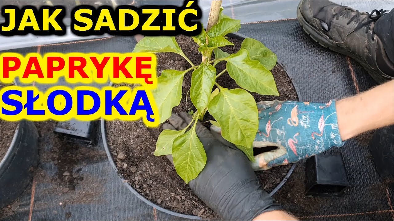 Jak i kiedy sadzić Paprykę słodką na działce | Uprawa Papryki słodkiej w Ogrodzie