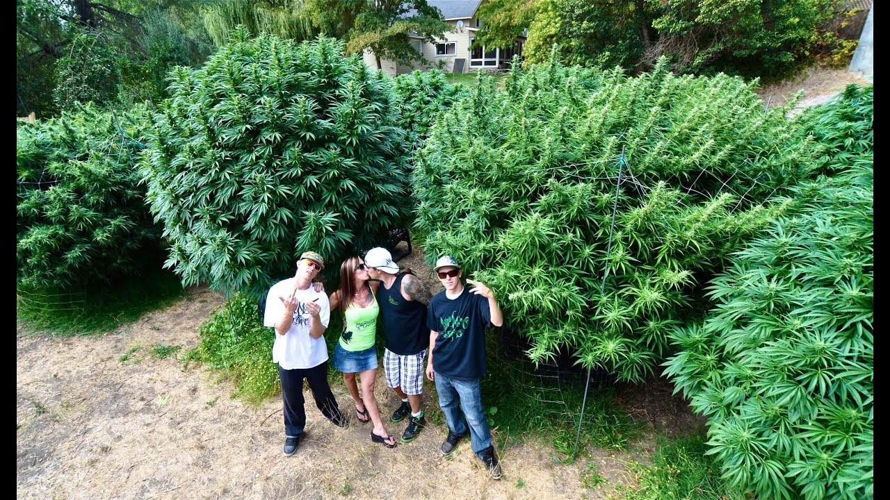 🔥 How To Grow 10 Pound Cannabis Plants🍀 Mendo Dope Marijuana Garden Featured In High Times Magazine⭐