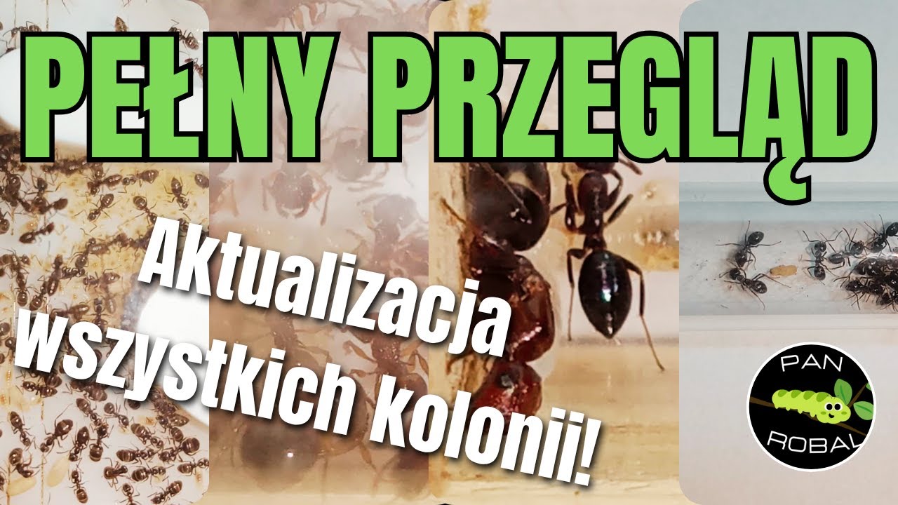 🔍 Co słychać u moich mrówek? 🐜 Ogromne postępy, problemy i zaskoczenia!