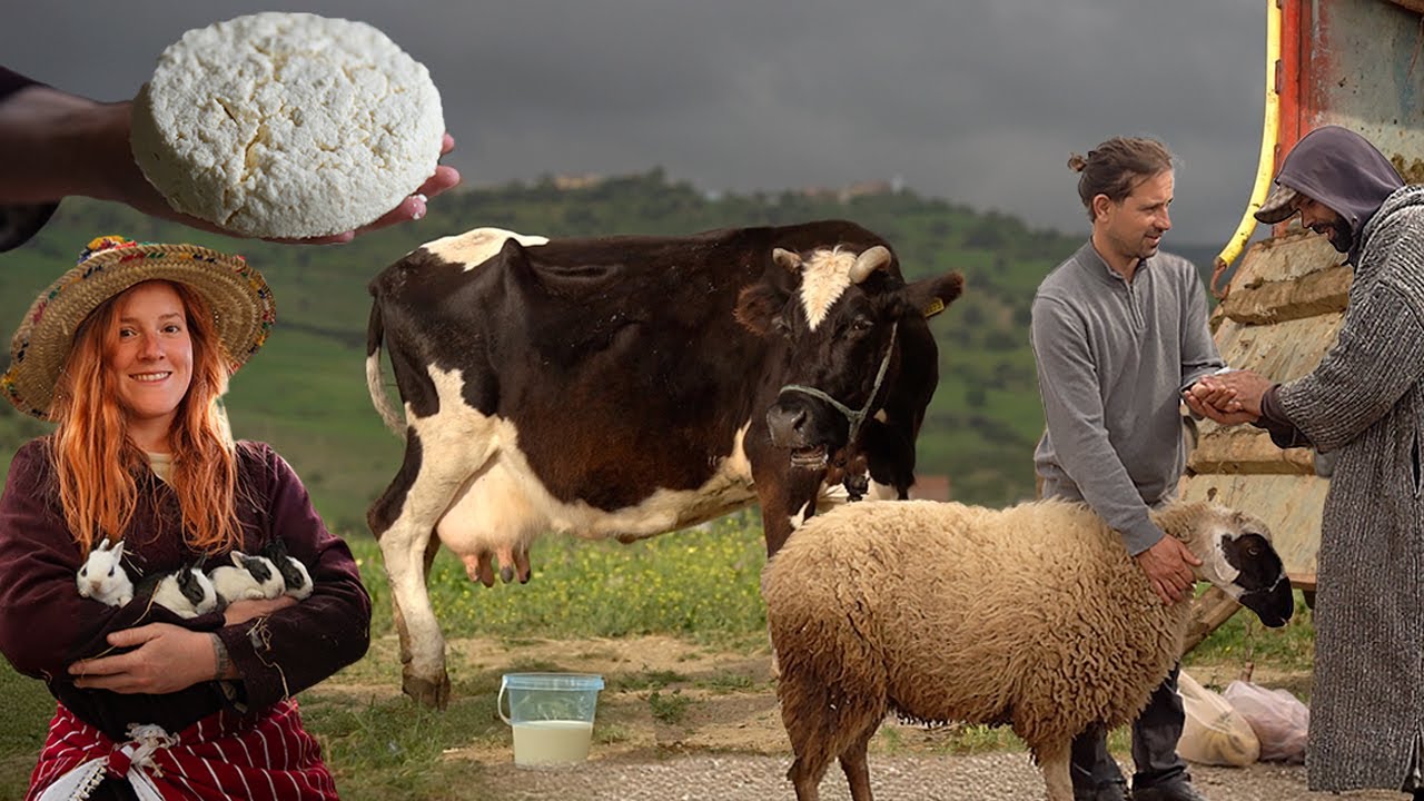 Vida Rural en Marruecos: Mercado de Animales - Queso de Vaca Casero y Nacimiento de Conejos