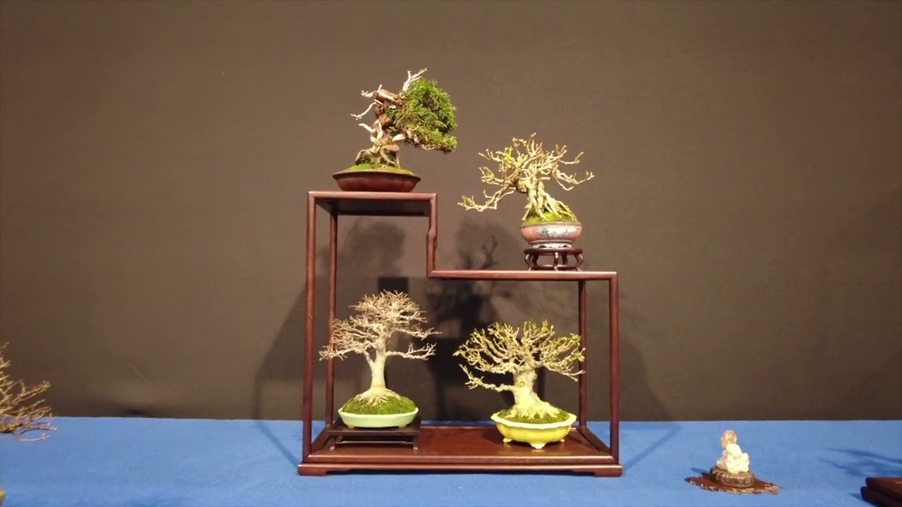 Bonsai Trophy 2025 Genk