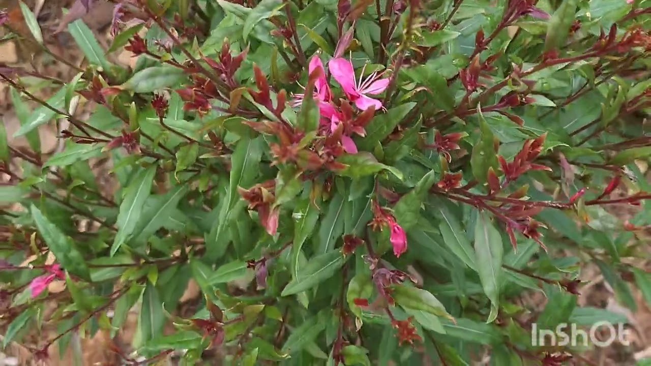 Plant spotlight series: Gaura (long blooming perennial)