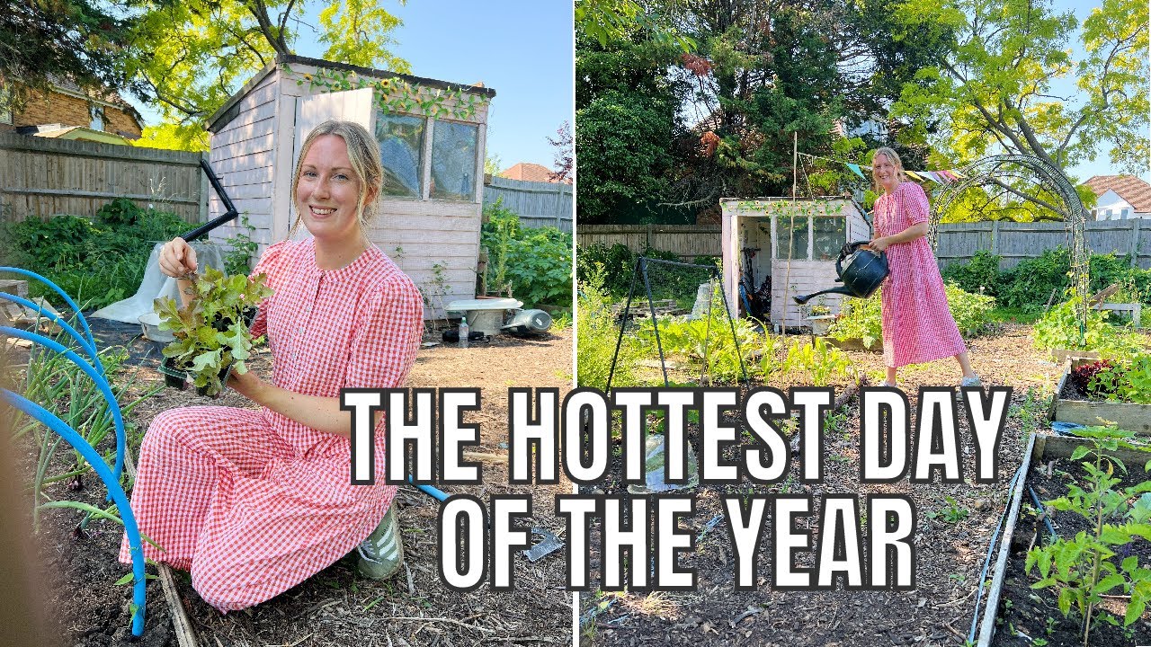 THE HOTTEST DAY OF THE YEAR! / ALLOTMENT GARDENING FOR BEGINNERS