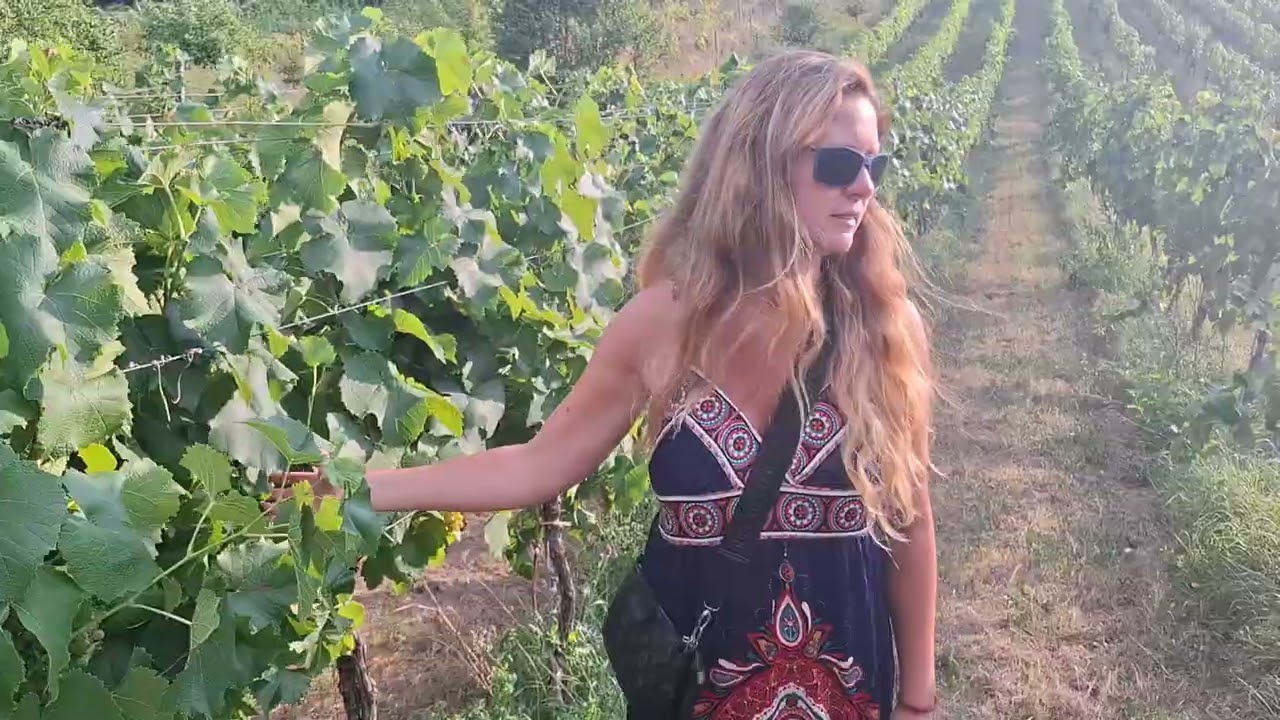 Zlaté Žltnutie Viniča: Aktivácia Systémovej Odolnosti Ako Možné Riešenie?
