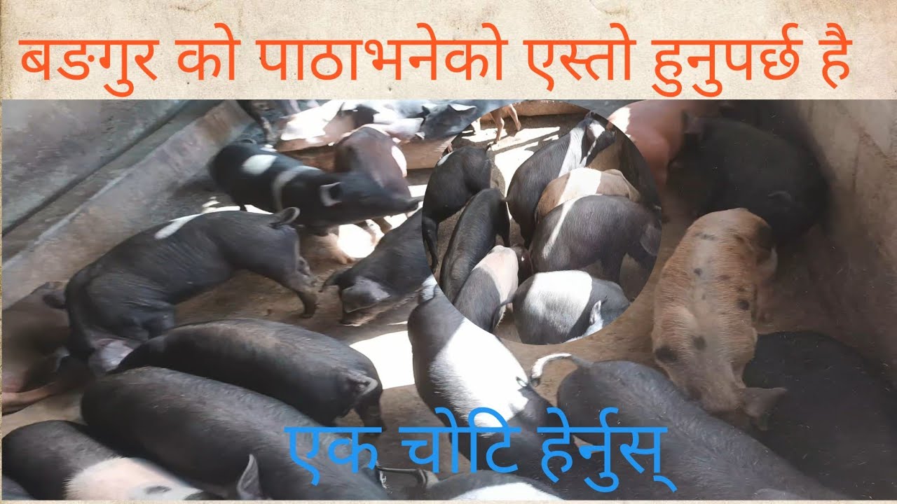 धेरै फाइदा हुने ब्यबसाय नेपाल मा बङगुर पालन 