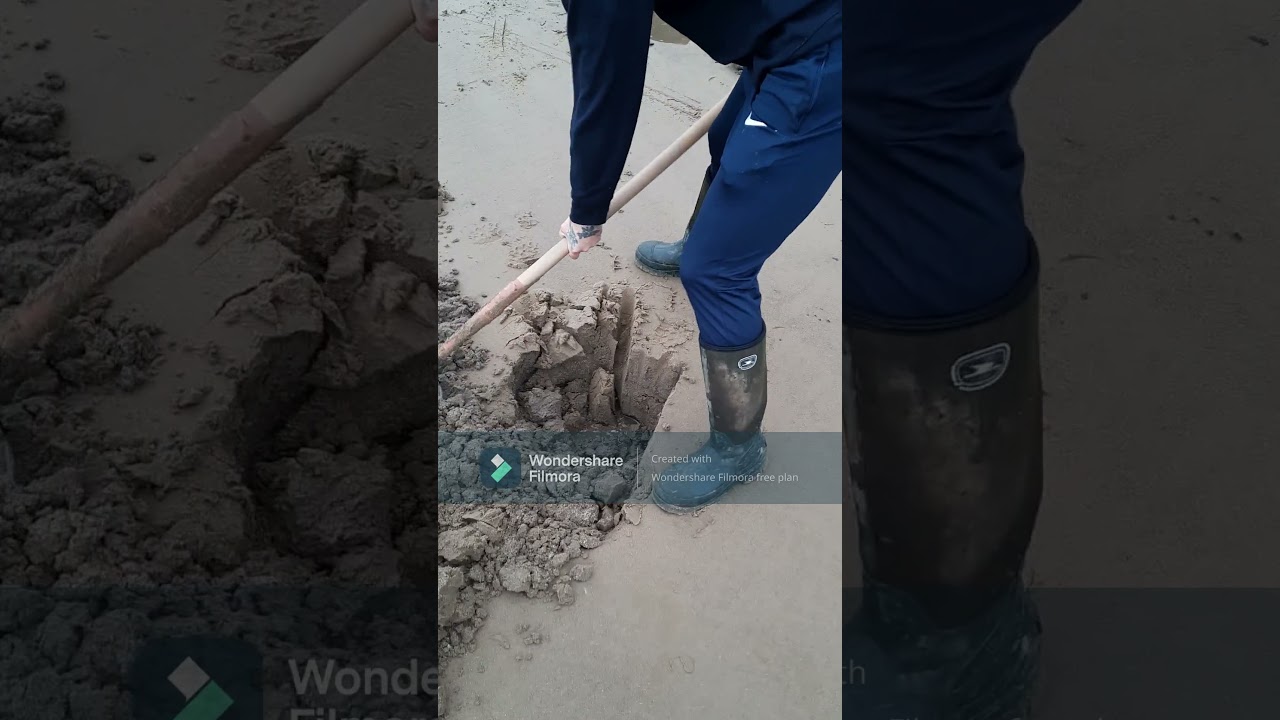 Digging lug worm