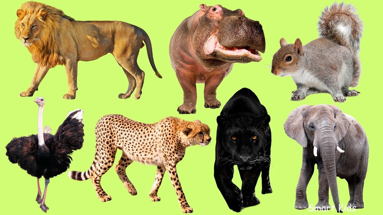 Palabras salvajes 🦁 | Aprende 24 animales africanos en español