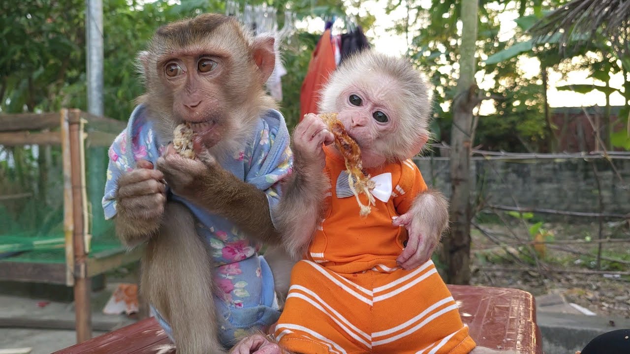 Grandma shows her love for Lambo and Bi Monkey by cooking...