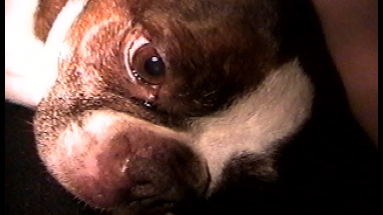 perrito