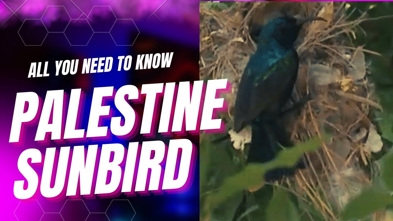 Palestine sunbird facts 🦜 Found in parts of the Middle East and sub-Saharan Africa