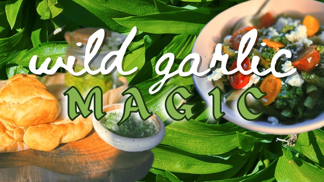 A Kitchen Witch&rsquo;s guide to Wild Garlic | Foraging, Folklore & Food | Recipes + Identification Tips!