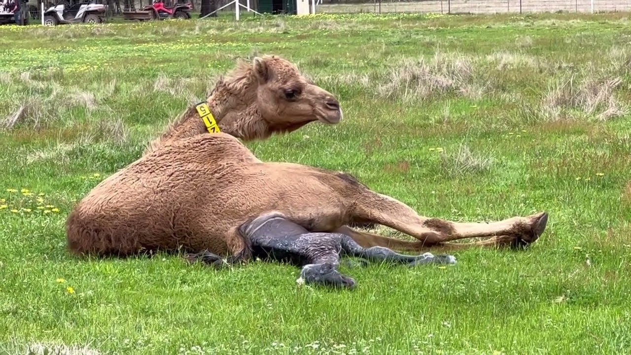 Rescue camel Sahara gives birth ❤️