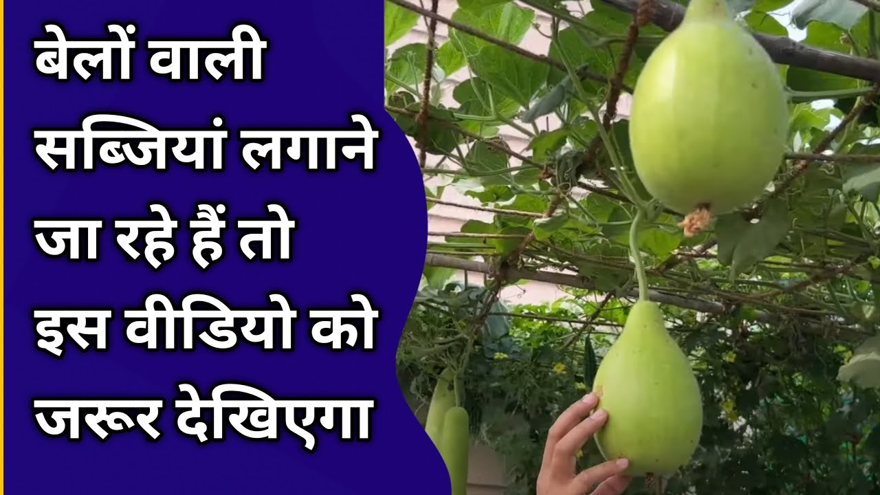 Belo vaali sabjian lagane ja rahen hai to is video ko jaroor dekhiye ga || बेलों वाली सब्जियां ||