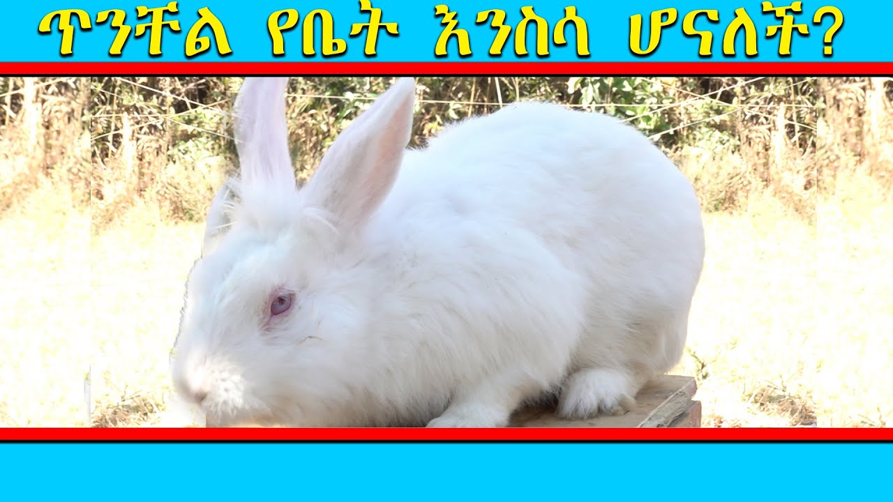 ጥንቸል የቤት እንስሳ ሆናለች?
