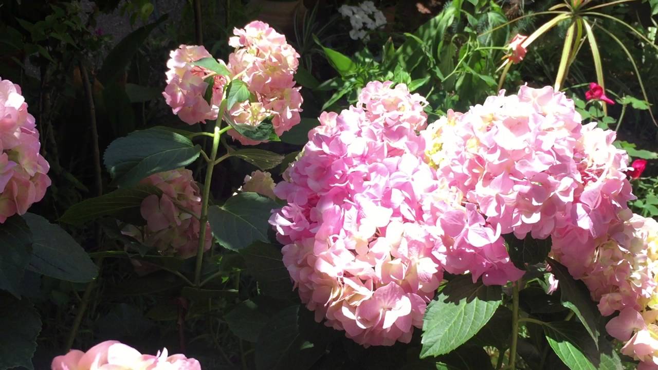 المعلم حسن يشرح كيفية الإعتناء بنبات القرطاسية l'hortensia