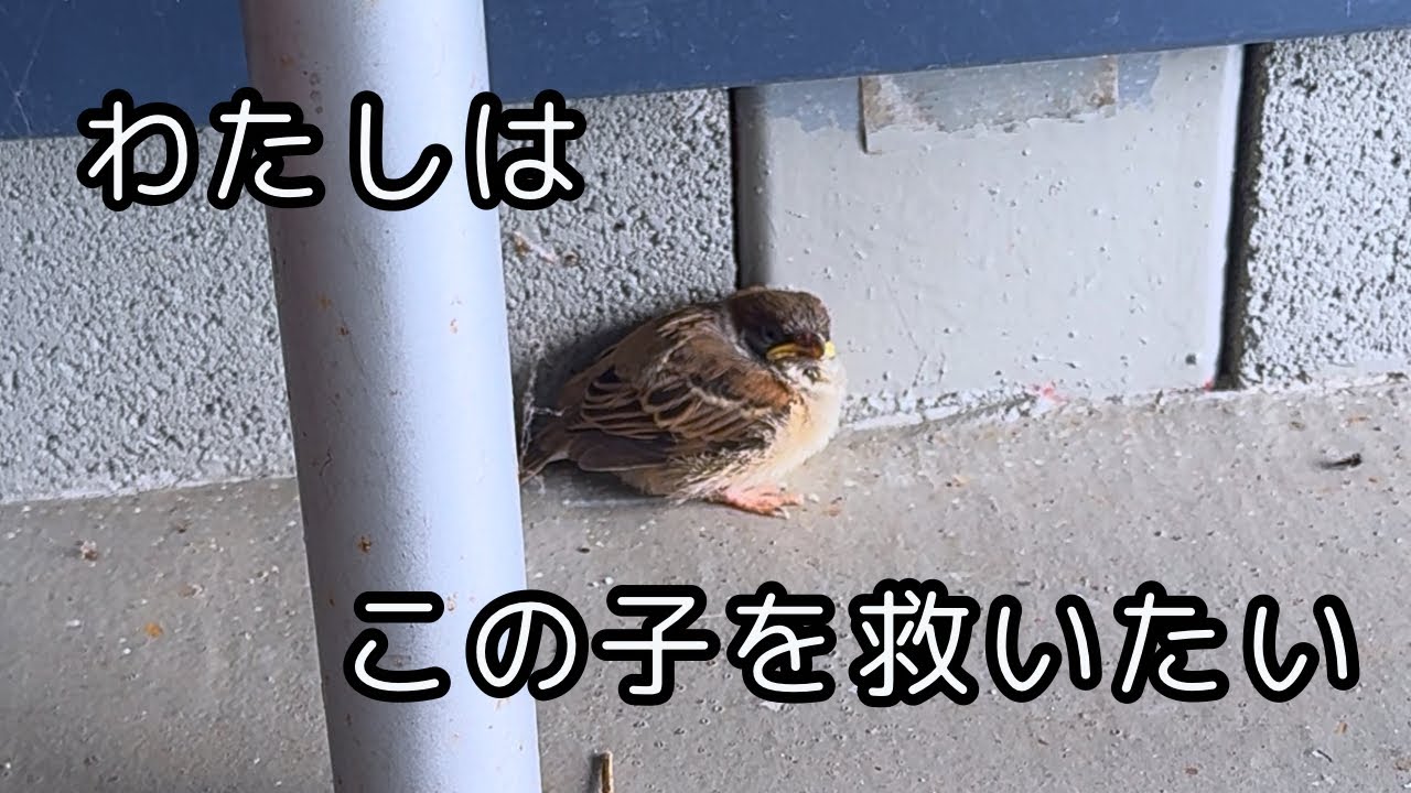 スズメの雛を保護しました！