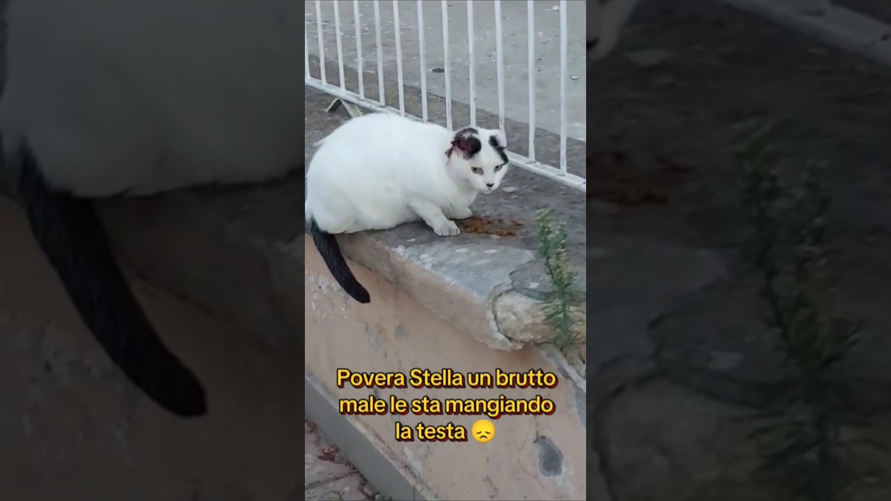 Per strada non ha speranze 🙏