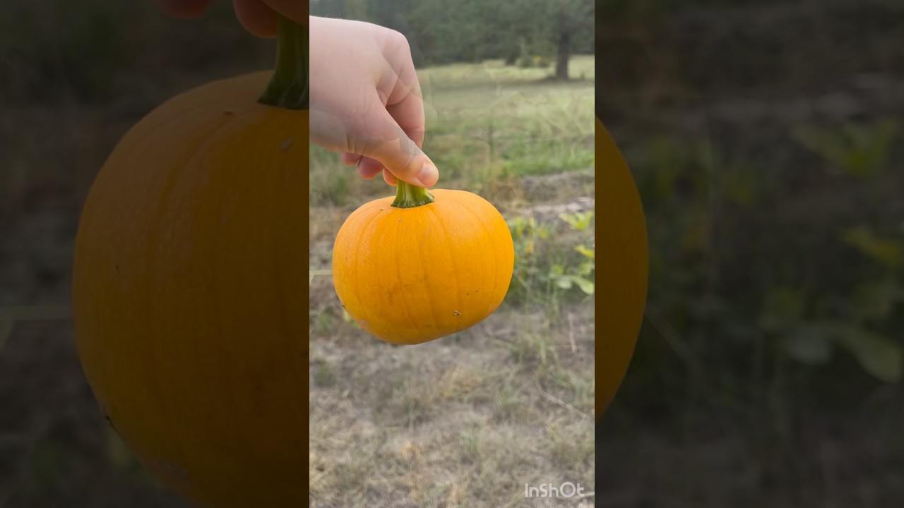 My First Pumpkin Patch! 🎃🧡 #fallvibes #pumpkin #october #autumn #FallActivities #shorts