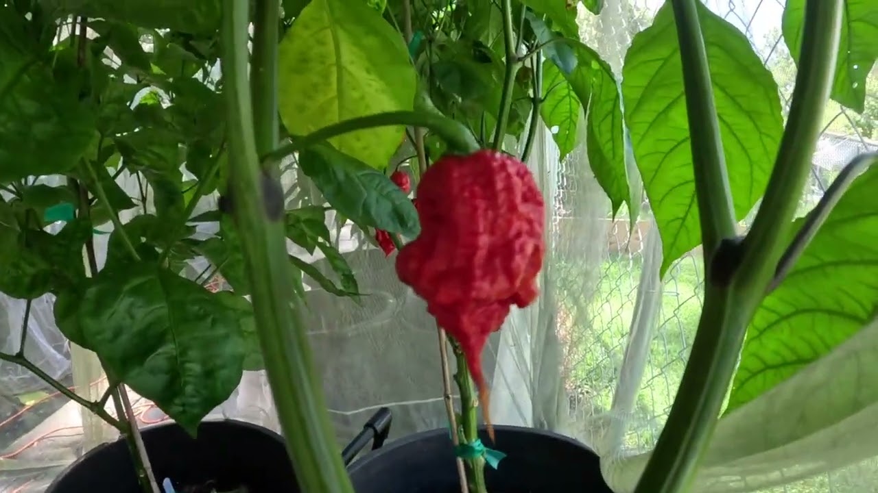 7 Pot Primo