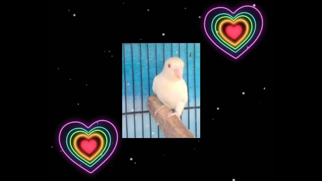 Albino love birds💓💓💓