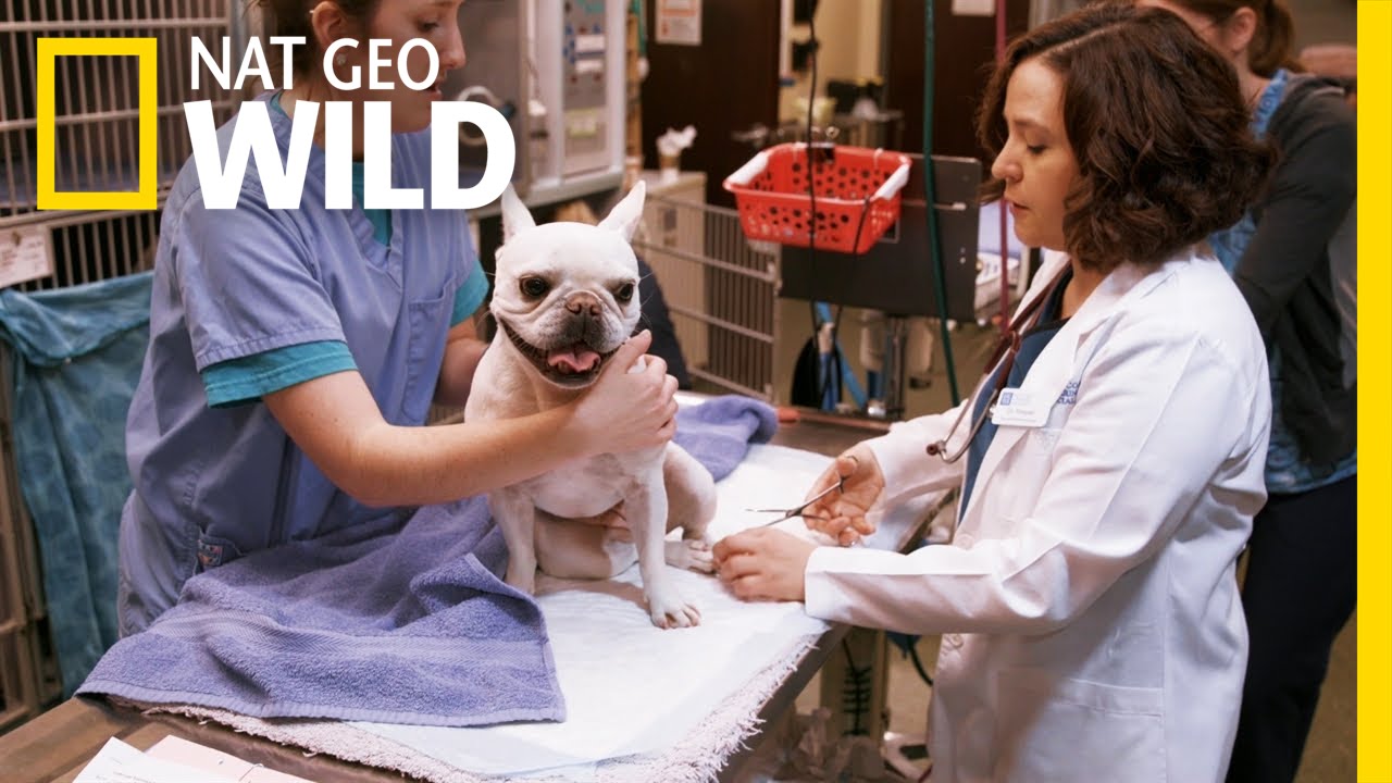 Doggy Back Pain | Animal ER