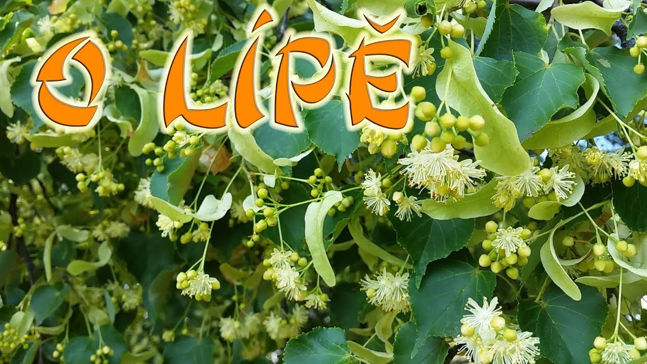 Lípa srdčitá a jiné druhy lip v ČR - o stromu, léčivé účinky :-)