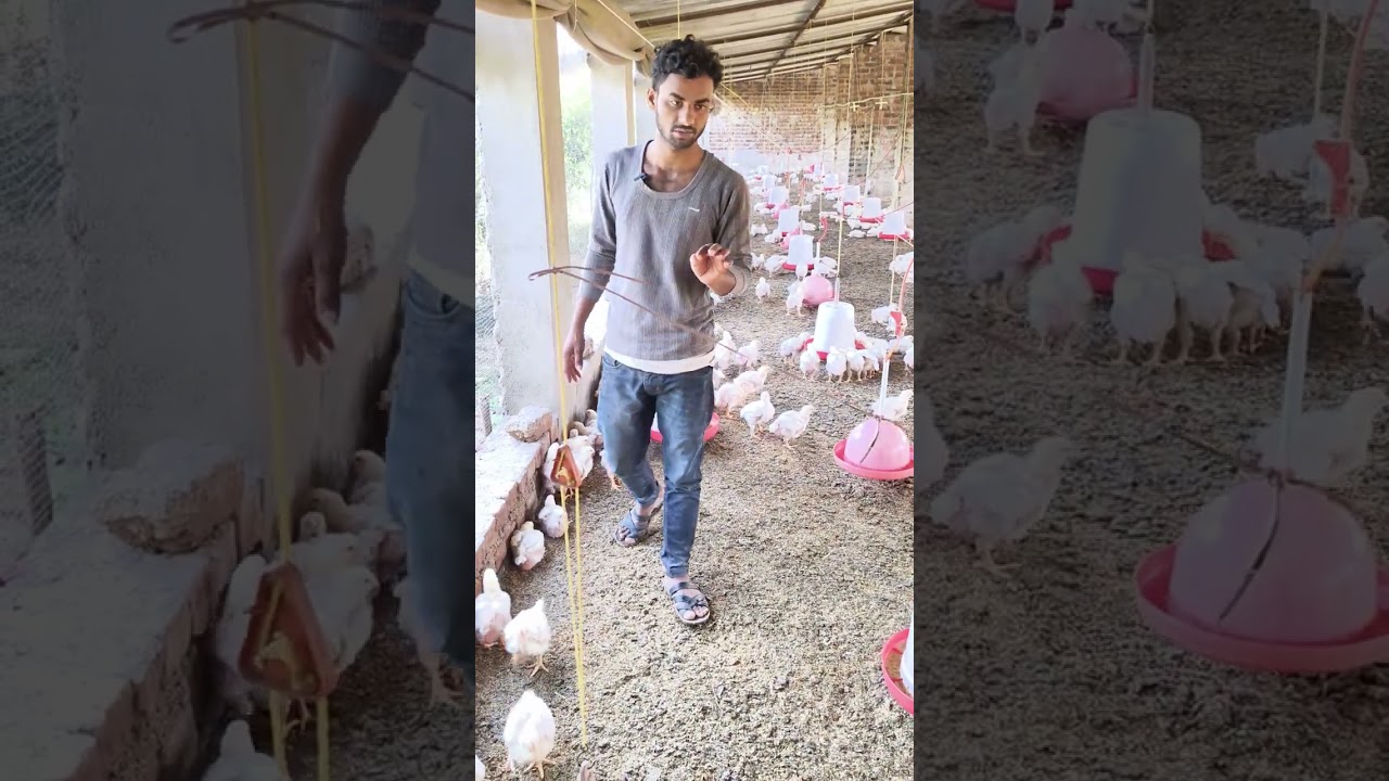 Aaj poultry farm par Diva saaf kar rahe hai 