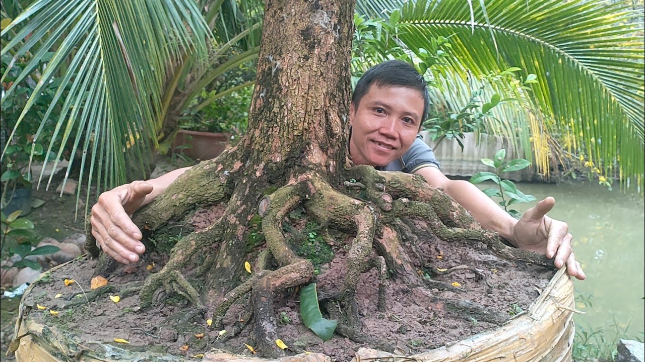 Phôi mai tứ quý ngày 25/2 liên hệ sđt 0913197761 Nam