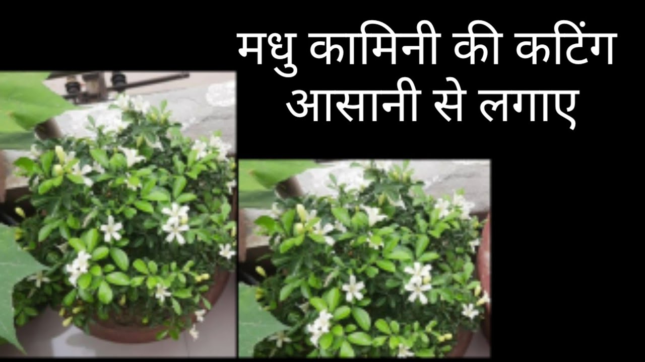 #मधु कामिनी की कटिंग आसानी से लगाएं।#gardening # go for the garden#flower