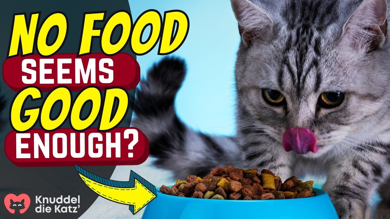 The REAL Reason Why Cats Are Picky Eaters!