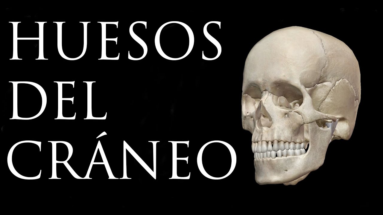 Huesos del cr&aacute;neo