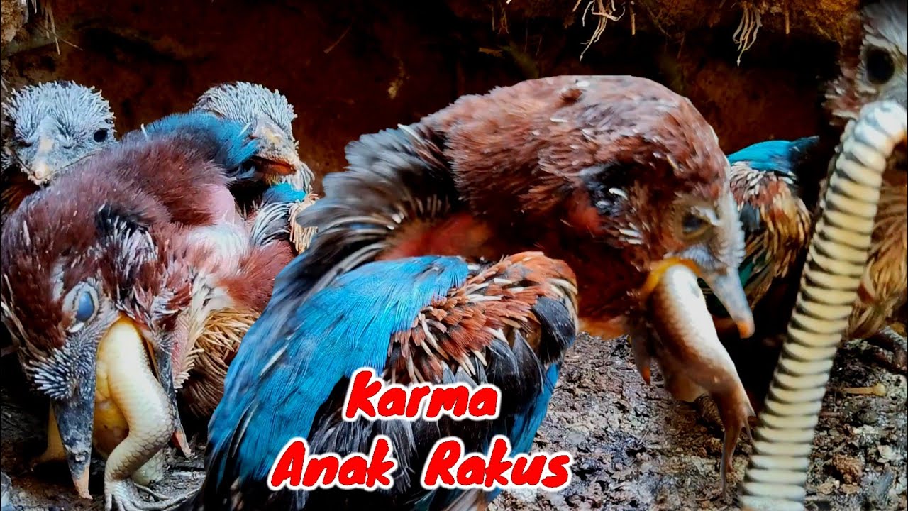 KELAPARAN ‼️ANAK BURUNG HAMPIR MATI KARENA TERLALU RAKUS