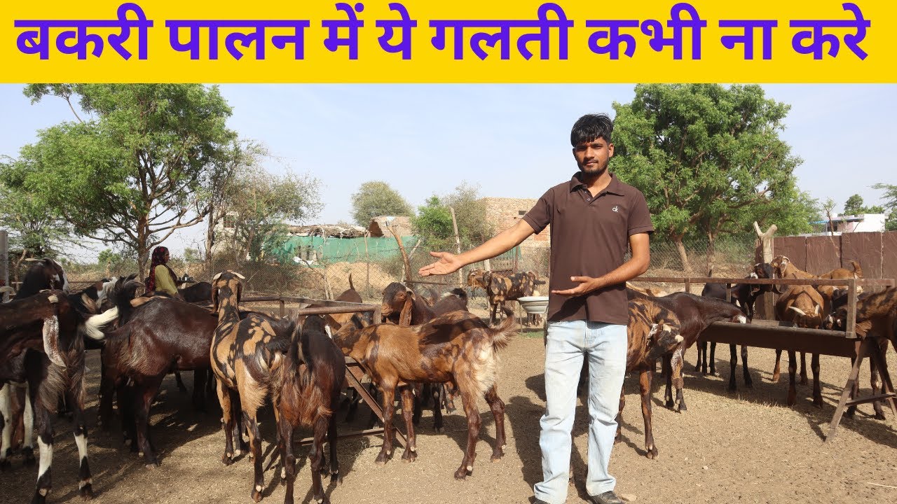 23 साल के लड़के का सफल बकरी फार्म II #goat #goatfarming