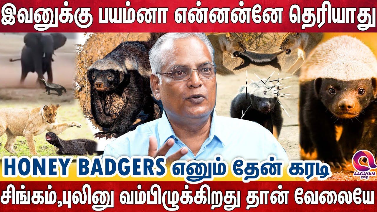பெரும் காடுகளில் பயமே இல்லாத ஒரே மிருகம் ஹனி பேட்ஜர்தான் | Honey Badger | Nathan | Lion | Elephant