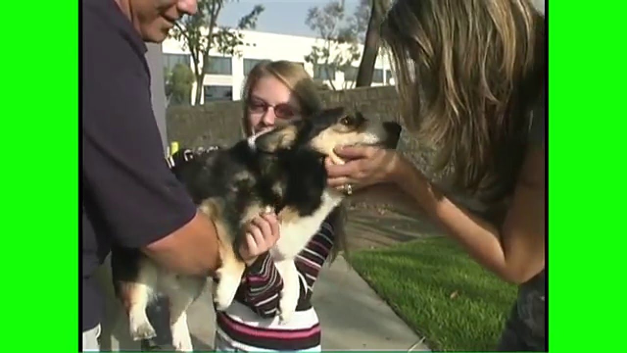 Irvine Pets & Company #188 - Home for the Holidays Edition